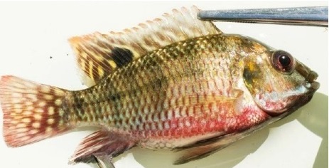 Tilapia zilii